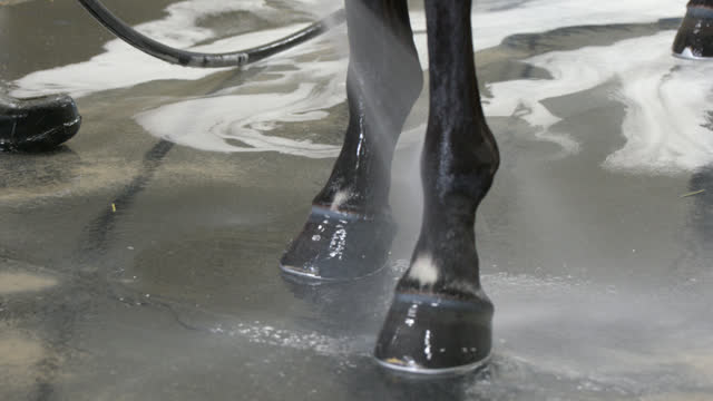 Using a Hose and Sprayer to Rinse Shampoo from a Race Horse’s Legs and Hooves at a Wash Rack