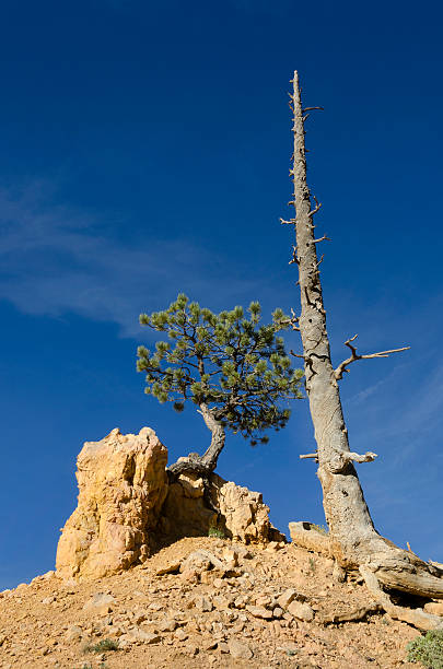 istock trees and sky in Bryce Canyon 150525141