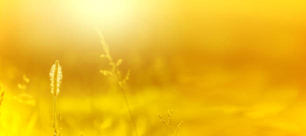 istock Warm yellow natural background with meadow grass. 1505252753