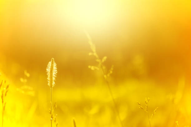istock Warm yellow natural background with meadow grass. 1505252757