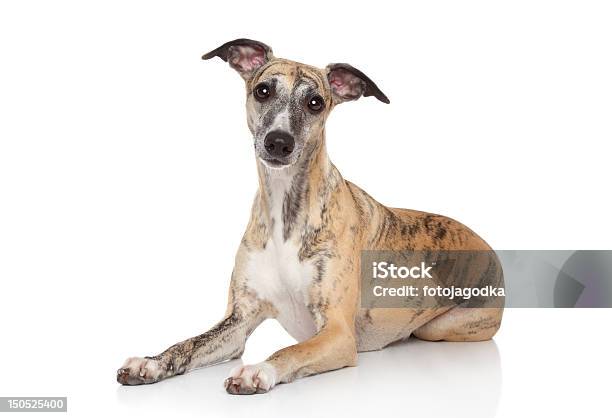 Whippet Liegen Auf Weißem Hintergrund Stockfoto und mehr Bilder von Whippet - Whippet, Greyhound - Hunderasse, Hund
