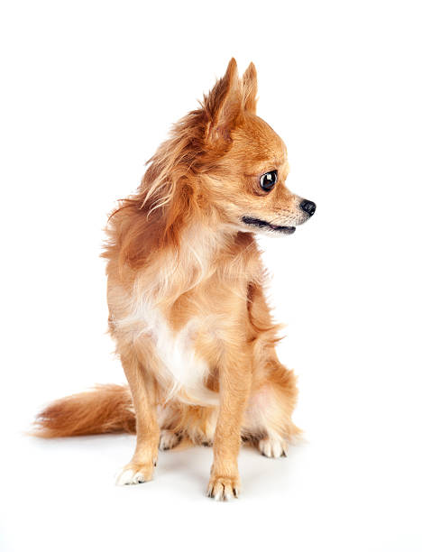 istock red chihuahua dog looking right 150525545