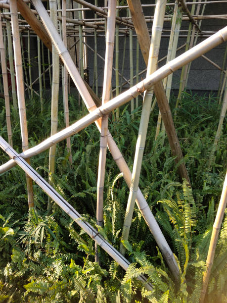 istock Emerald green bamboo grows in staggered bamboo tubes 1505266140