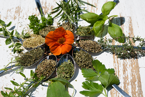 fresh dried medicinal dry sage leaves for sale in herbalist