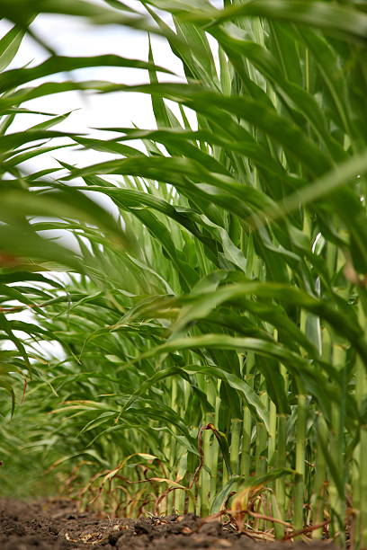 Corn Crop in drought Corn is very short and may not survive the drought of 2012 corn biodiesel crop corn crop stock pictures, royalty-free photos & images