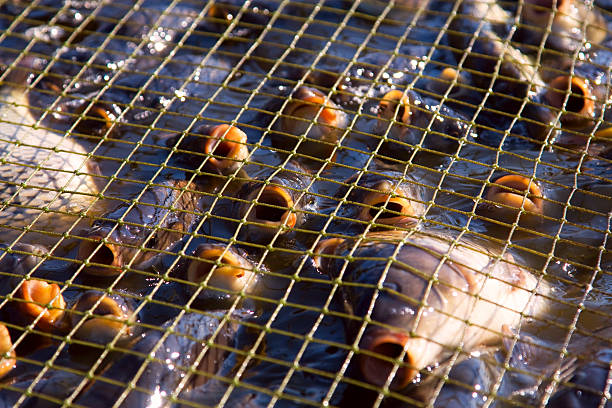 Fresh carp in the cage