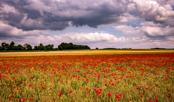 istock red poppies fields in Normandy, france 1505277367
