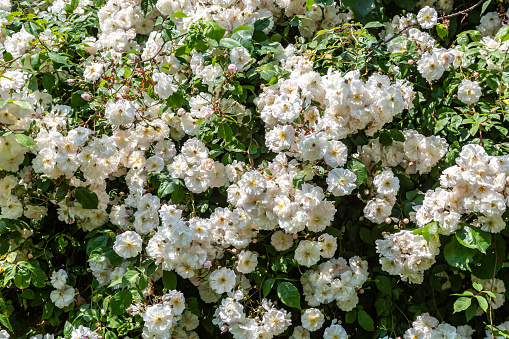 An abundance of roses covering an apple tree, on a sunny early summer's day