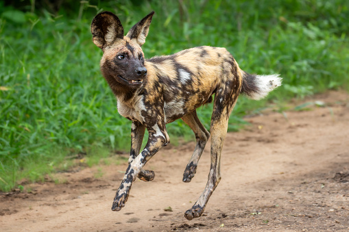 African wild dog looks around as he runs down the road in Malawi
