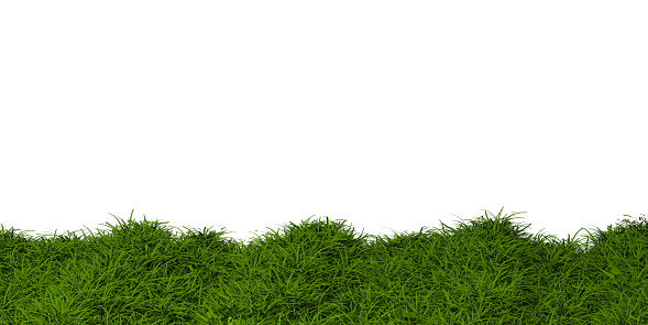 Green grass field isolated on white background. High quality illustration
