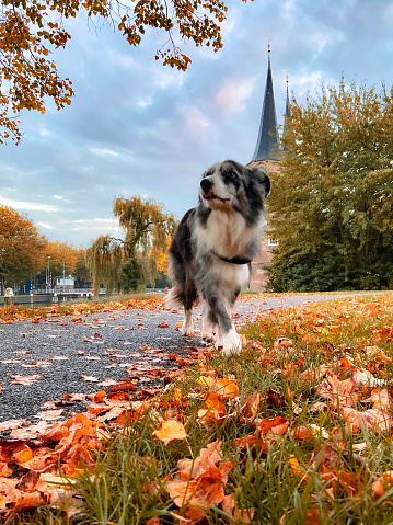 Border collie by the Oostpoort (eastern gate) in Delft