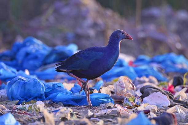 istock BIRDS - Mixed Set - 3A. Terrestrial and Aquatic. 1505306498