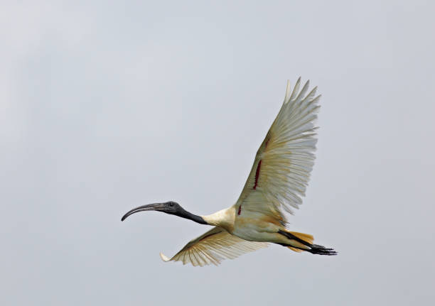 istock BIRDS - Mixed Set - 3A. Terrestrial and Aquatic. 1505307056