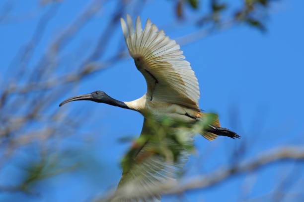 istock BIRDS - Mixed Set - 3A. Terrestrial and Aquatic. 1505307064