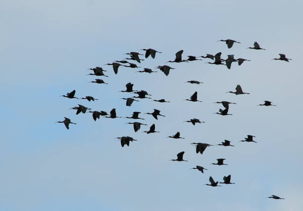 istock BIRDS - Mixed Set - 3A. Terrestrial and Aquatic. 1505307608