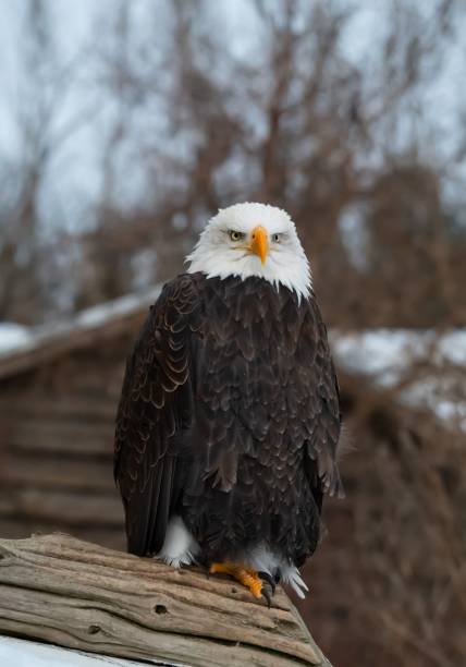 istock a bald eagle perched on a wooden post in winter snow 1505313219
