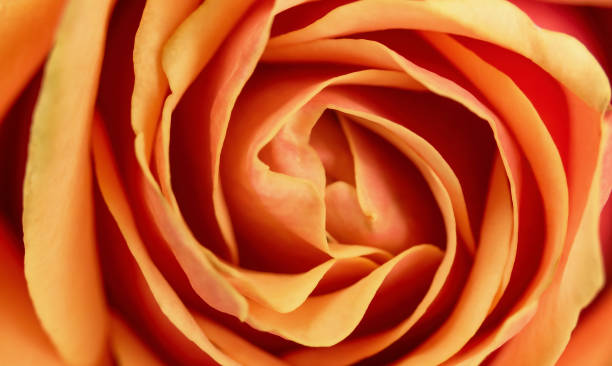 istock Close-up of a rose flower bud. background image 1505313753