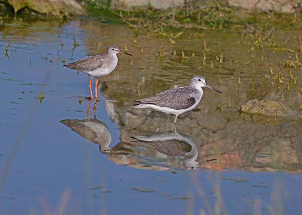 istock BIRDS - Mixed Set 3B. Terrestrial and Aquatic birds. 1505314285