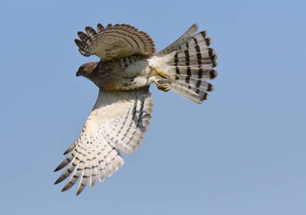 istock BIRDS - Mixed Set 3B. Terrestrial and Aquatic birds. 1505315433