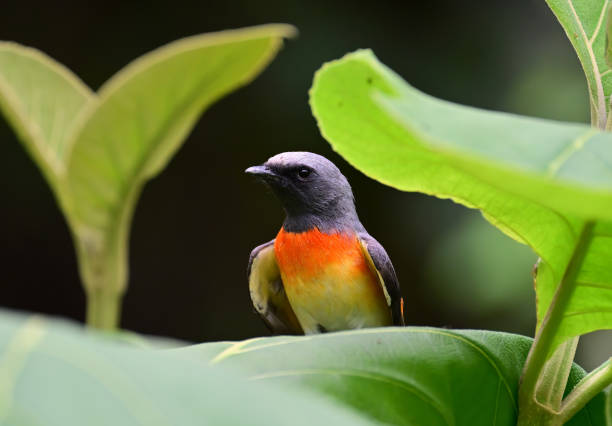 istock BIRDS - Mixed Set 3B. Terrestrial and Aquatic birds. 1505315458