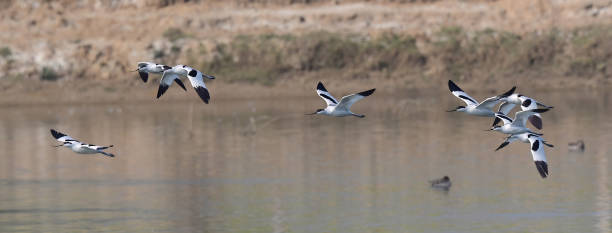 istock BIRDS - Mixed Set 3B. Terrestrial and Aquatic birds. 1505316008