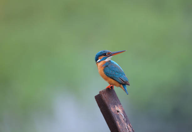 istock BIRDS - Mixed Set 3B. Terrestrial and Aquatic birds. 1505316596