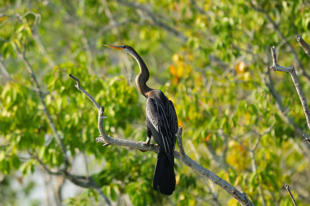 istock BIRDS - Mixed Set 3B. Terrestrial and Aquatic birds. 1505316616