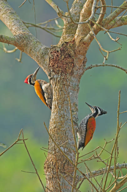 istock BIRDS - Mixed Set 3B. Terrestrial and aquatic. 1505321158