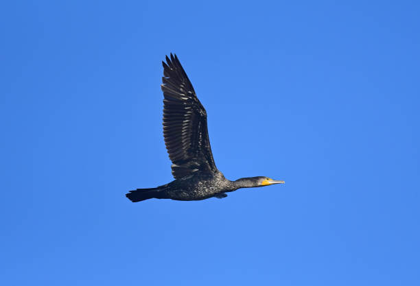 istock BIRDS - Mixed Set 3B. Terrestrial and aquatic. 1505322240