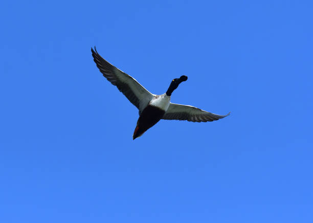 A mixed set of birds, both aquatic and terrestrial. Includes perched and flight images. Each image is individually captioned, including species name.