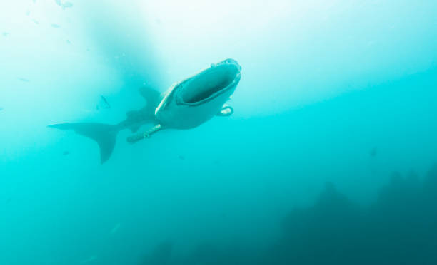 istock Whale Shark swimming in the ocean 1505323355