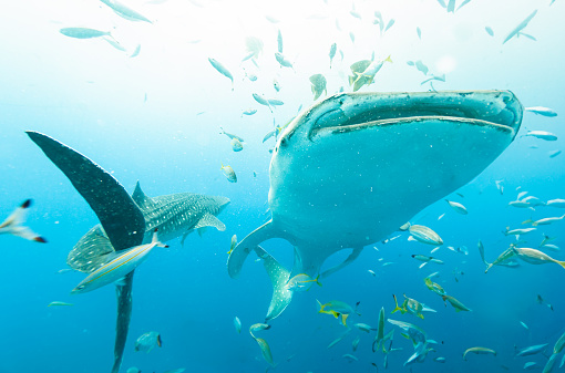 Large Whale Sharks approaching underwater with lots of fish surrounding them.