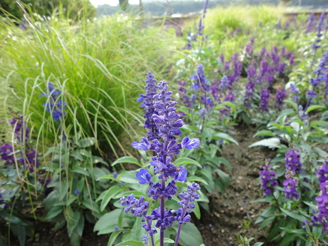 Salvia Azurea Blue Sage Pitcher Sage Flowers