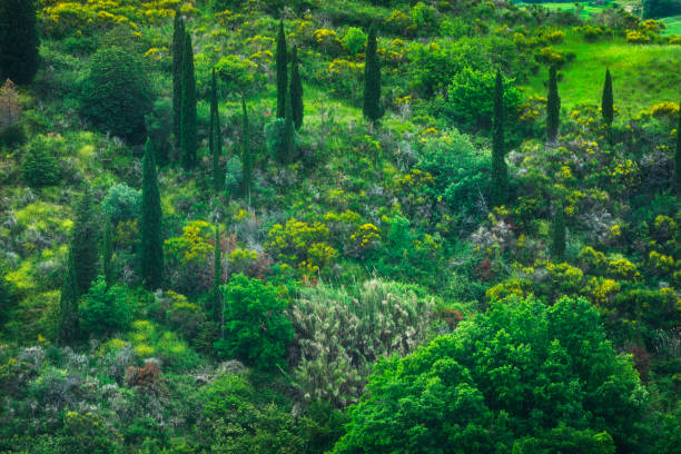 Spontaneous mediterranean vegetation with cypresses in spring in Tuscany, abstract background or texture in nature