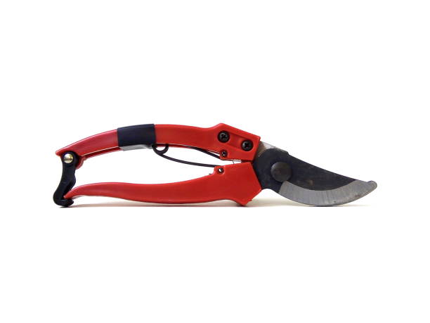 istock Close up of red handle pruning shears isolated on white background. 1505329440