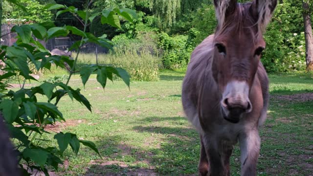 The donkey eats green grass in the summer on a farm plot.