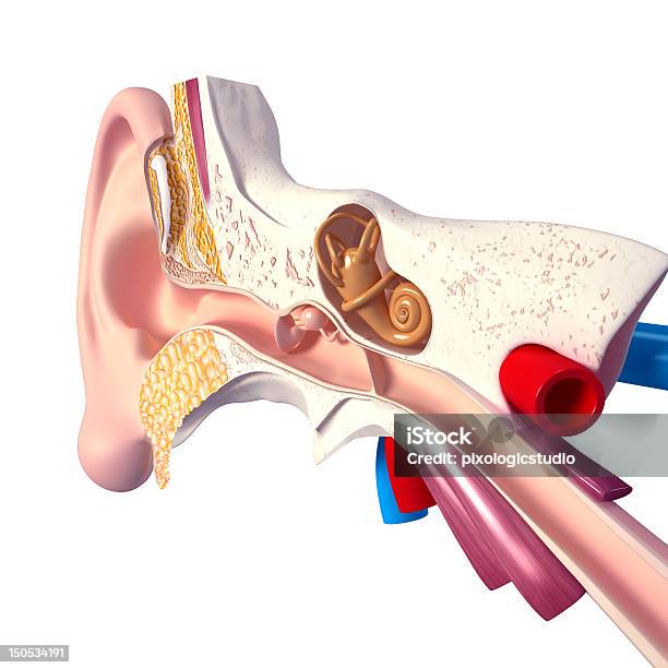 Ouvido Isolado Em Fundo Branco - Fotografias de stock e mais imagens de Anatomia - Anatomia, Barulho, Canal - Água Corrente