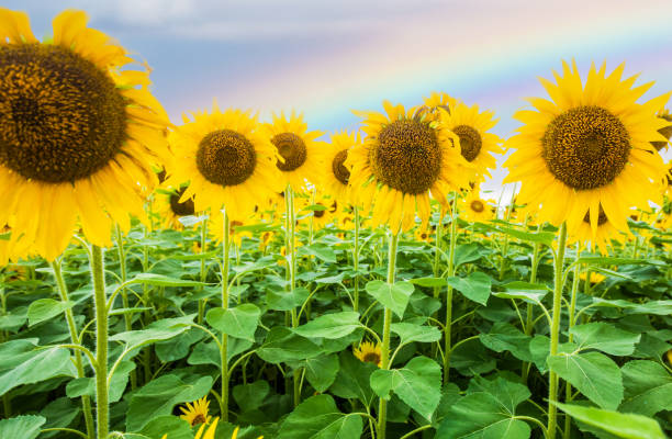 istock Sunflower field with rainbow 1505349586
