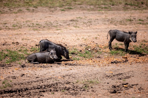 Adorable black warthogs standing in a dirt field with a patch of lush green grass in the background
