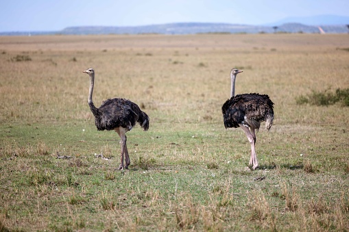 Two ostriches standing side by side in a open grassland with a clear blue sky background
