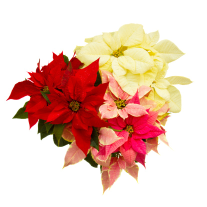 Poinsettia flower (christmas star) isolated on a white background