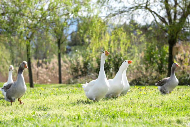 istock White geese walk on grass lit by sunlight in farm yard 1505370127