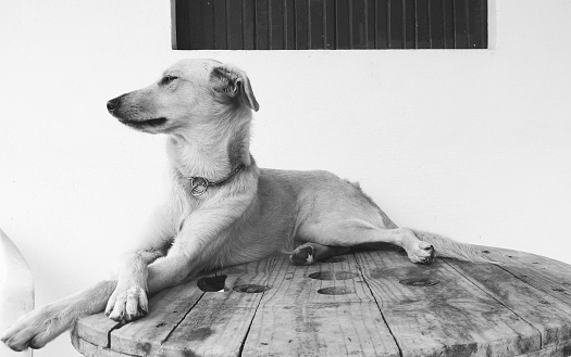 A mixed-breed dog lying on a wooden table with legs crossed. Black and white photography. Dog posing.