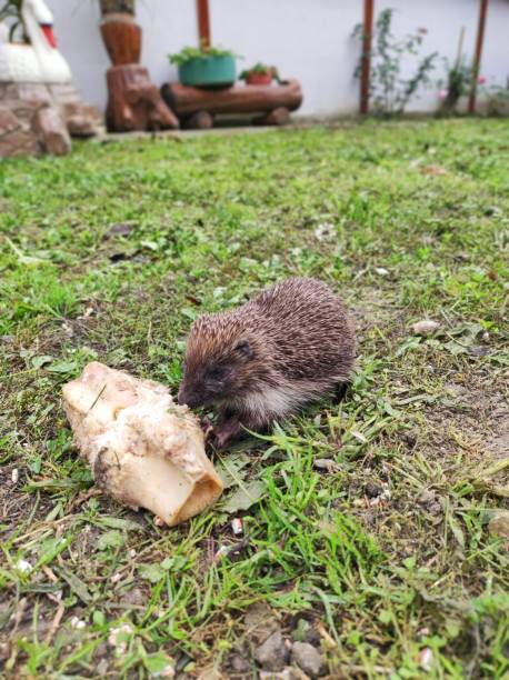 istock hedgehog (Erinaceinae) eating in the field 1505385062
