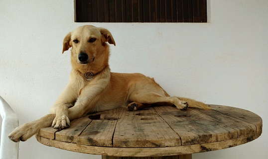 A mixed-breed dog lying on a wooden table of a house balcony, with crossed legs and looking at the camera.