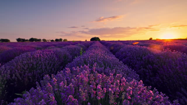Lavender field at sunset and endless blooming flowers in rows 4k Video