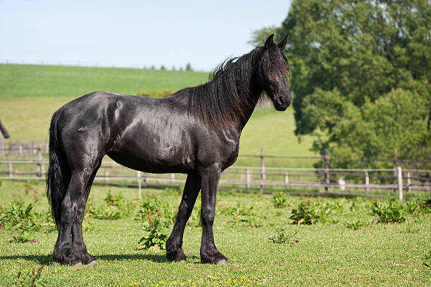 istock Black horse in the meadow 150539999