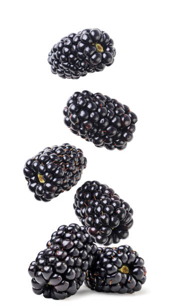 istock Blackberry flies close-up on a white background. Isolated 1505402223