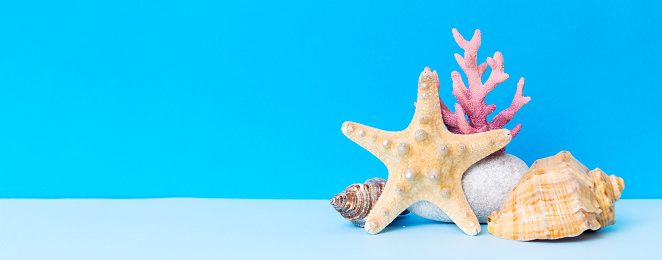 Beach seashells on colored background. Mock up with copy space.