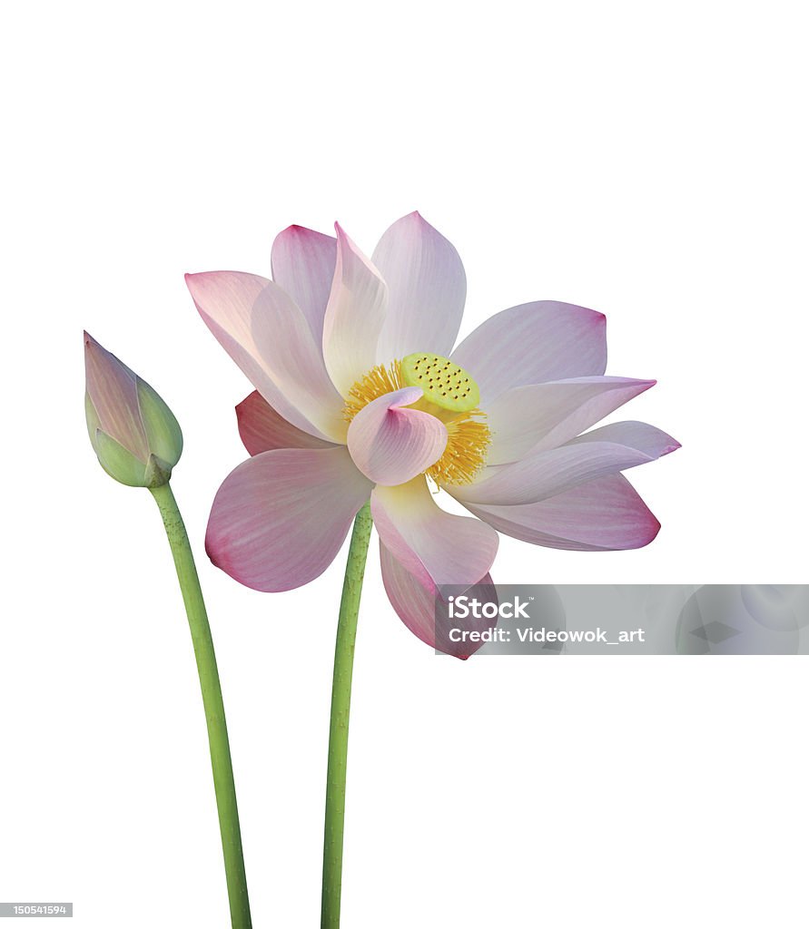 lotus Blume, isoliert auf weiss - Lizenzfrei Lotus - Seerose Stock-Foto